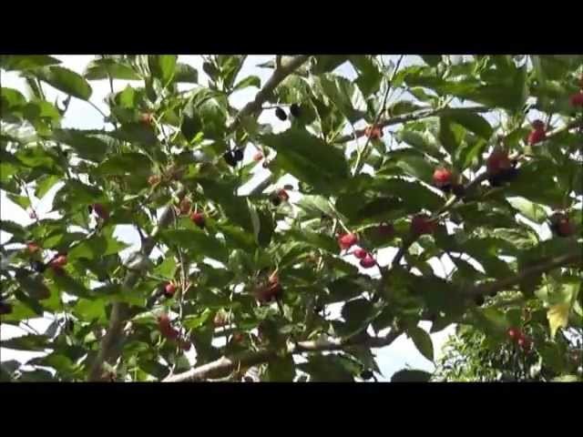 How To Grow a Mulberry Tree From a Cutting
