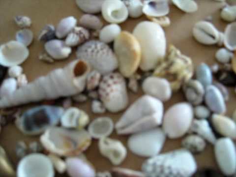 Seashells Project