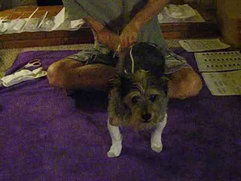 How to put home-made elastic sock suspenders on your dog.