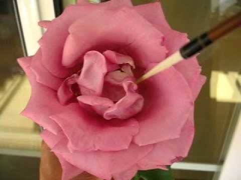 Paint rose 01