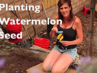 How To Grow Watermelon-E02- Watermelon First Time - How to plant watermelon seeds
