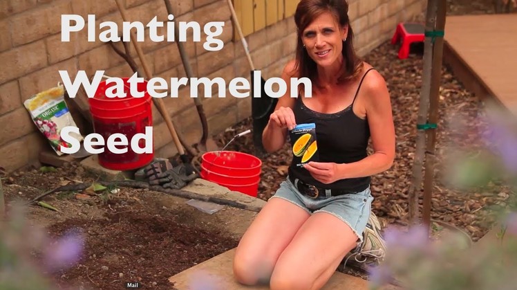 How To Grow Watermelon-E02- Watermelon First Time - How to plant watermelon seeds