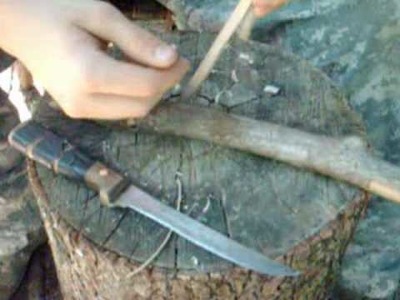 How to make a split stick trap and catch a squirrel