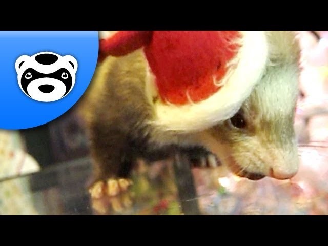 How to Dress a Ferret for Christmas
