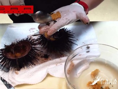 How to open and prepare Live California Sea Urchin Sushi