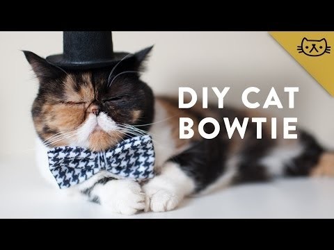 How to Make a Cat Bowtie