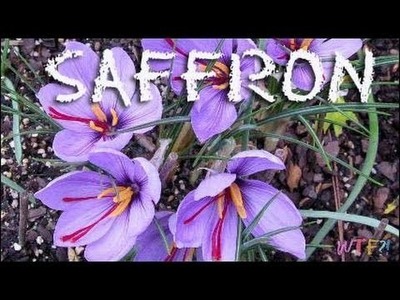 What Is Saffron?. How to Make Saffron Oatmeal Recipe