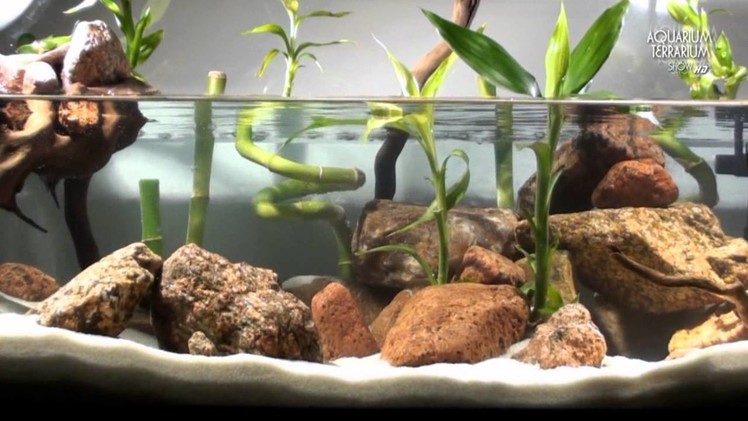 Aquascape Setup Series.Aqua Terrarium - Bamboo Style - Animalia Kingdom Show