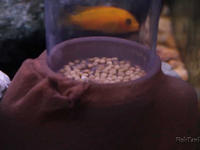 DIY Egg Tumbler - Full of 3 Batches of African Cichlid Fry!