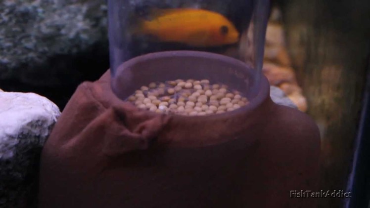 DIY Egg Tumbler - Full of 3 Batches of African Cichlid Fry!