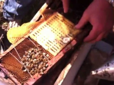 How to Breed Queen honey bees in HD