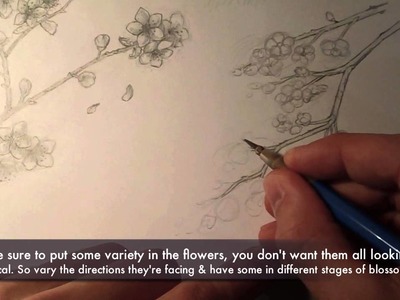 How to draw ~Cherry Blossoms~