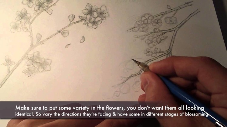 How to draw ~Cherry Blossoms~