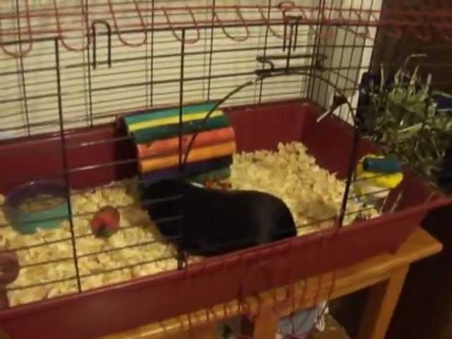 How To Clean  A Store Bought Guinea Pig Cage