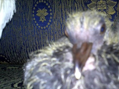 Pet Pigeon.Dove - My Pets :)