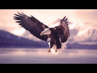 The Nails - The Eagle
