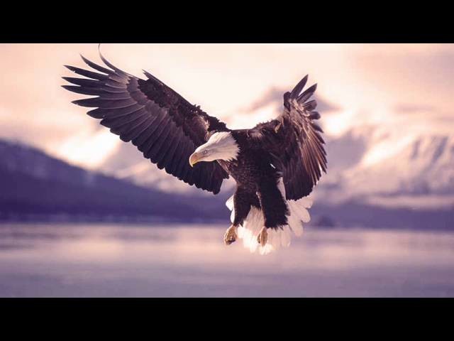 The Nails - The Eagle