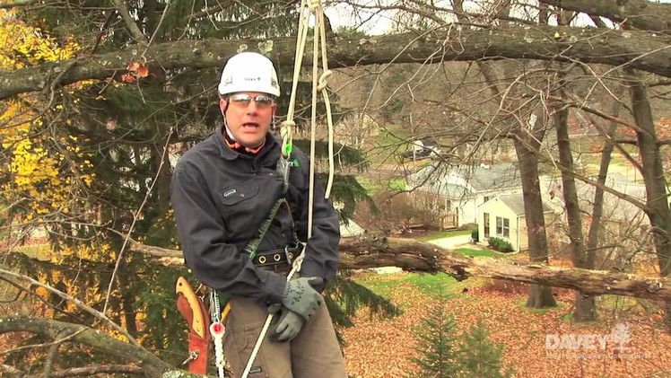 How to Properly Prune Your Trees