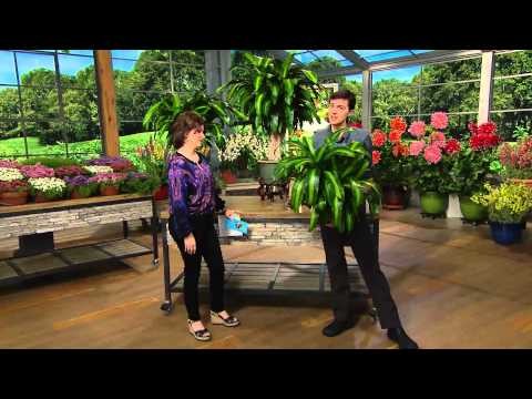 What happened to jacque gonzales on qvc
