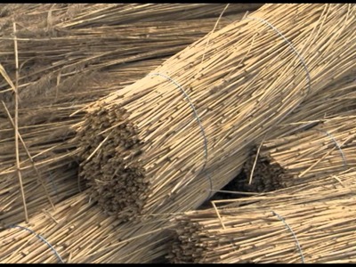 COFREEN - Concepts for using reed biomass