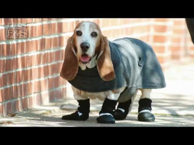 How to Measure Your Dog for Clothing | DrsFosterSmith.com