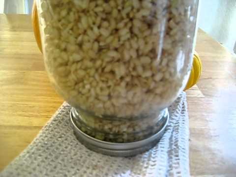 How To Sprout Brown Rice