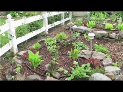 Tomato Gardening : How to Use an Epsom Salt Mix as a Fertilizer for Tomatoes