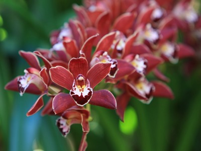 How to.  Divide Cymbidium orchids