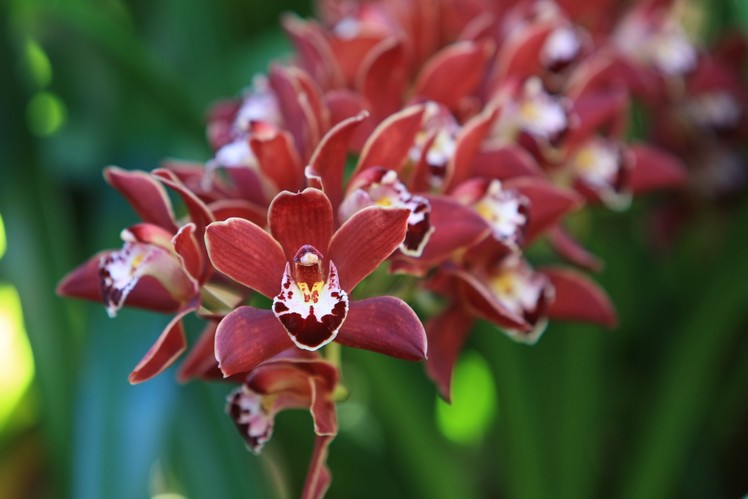 How to.  Divide Cymbidium orchids