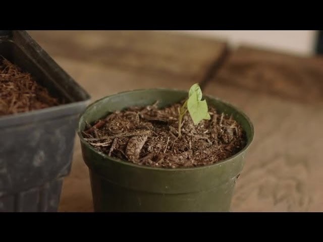 How to Germinate Morning Glory Seeds : Plant & Flower Care