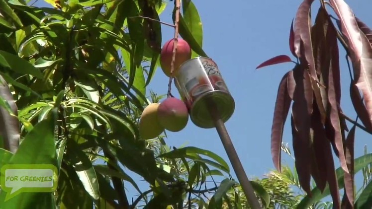 How To Make a Mango (Fruit) Picker With Materials Around The House - Easy HD