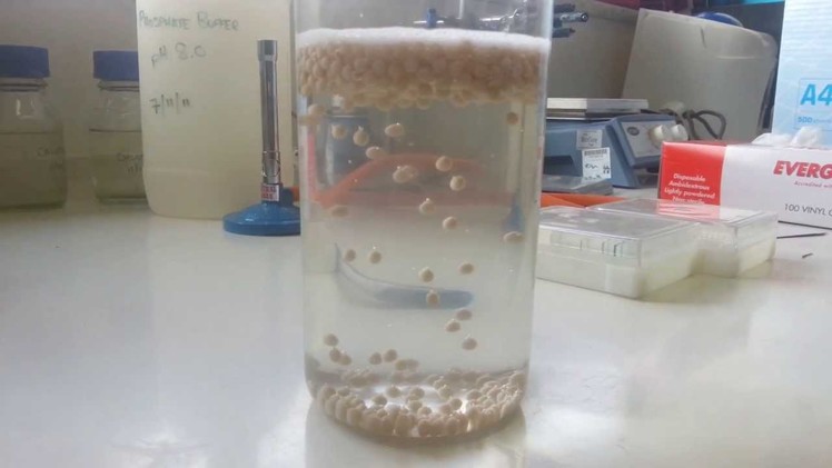 Living yeast balls Experiment