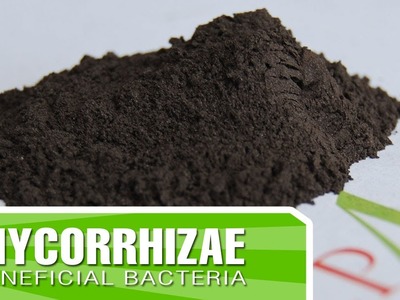 How to create strong roots in your plants with Mycorrhizae + Inoculants