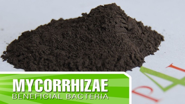 How to create strong roots in your plants with Mycorrhizae + Inoculants