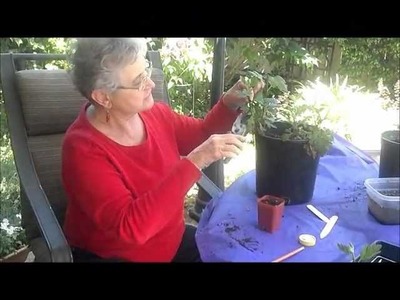 How to Grow Chrysanthemums: Making Cuttings and Transferring to Bigger Pots