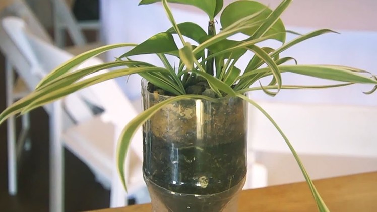 How to Make a Soda Bottle Planter at Bean2Blog Event | At Home With P. Allen Smith