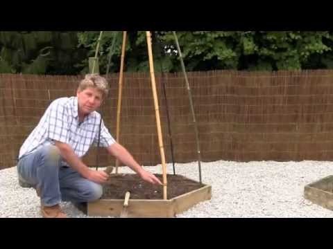 HOW TO MAKE CANE WIGWAMS FOR GROWING BEANS