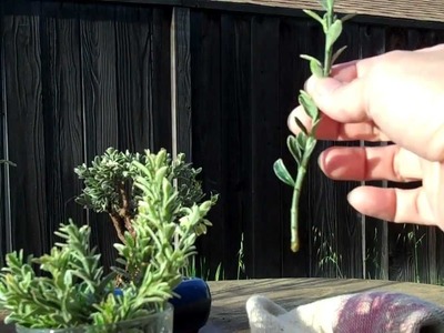 How to make Euonymus plant cuttings