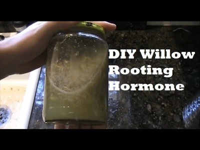 How to Make Organic Natural Willow Rooting Hormone For Propagating *SIMPLE* EZ