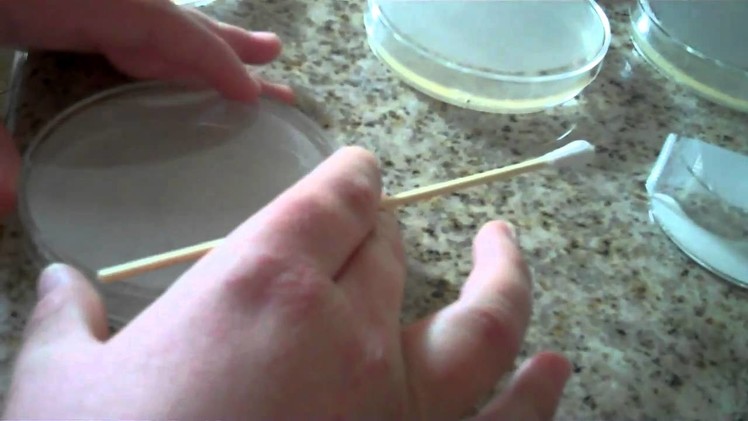 Techno Germs How to Grow Bacteria