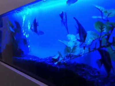 Wall Aquariums - Fish Aquariums Mounted On A Wall