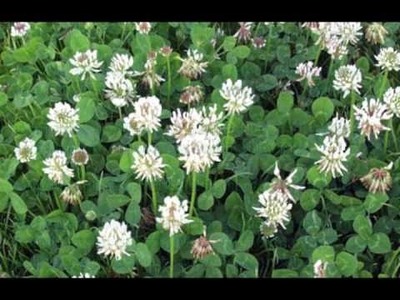 White Dutch Clover (Trifolium repens) ~ LuminEarth's How to Identify Wild Edible & Medicinal Plants
