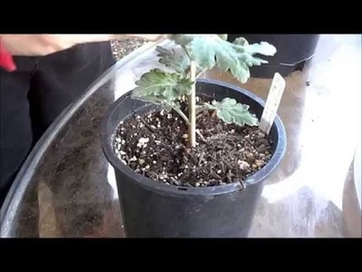 How to Grow Chrysanthemums -- Pinching