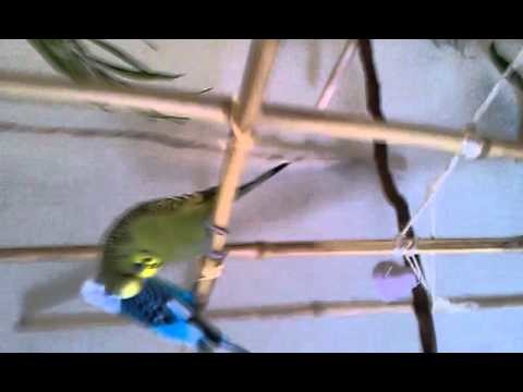 Making Bird Perches