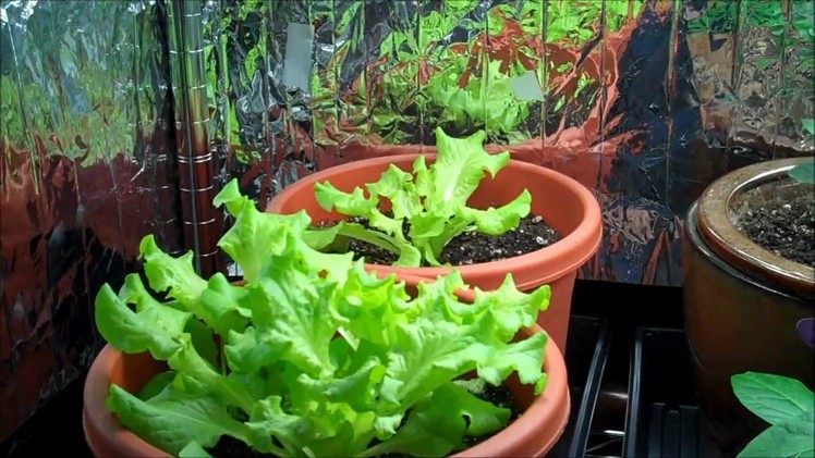 How To Grow Your Own Organic Hydroponic Lettuce Indoors! DIY
