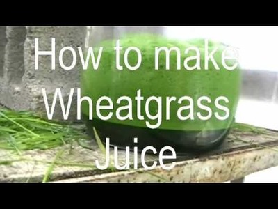 Episode 5 How to make wheatgrass juice, or Juicing wheat in the greenhouse :)