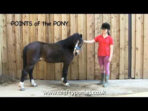 PONY LESSONS: Points of a Pony