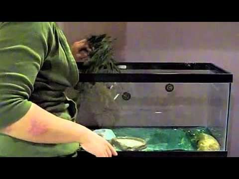 How to Clean Your Gecko's Tank