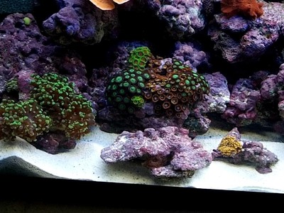 How to setup simple cheap reef tank!
