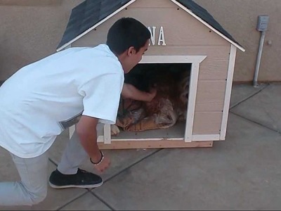 How to build a large Dog House.